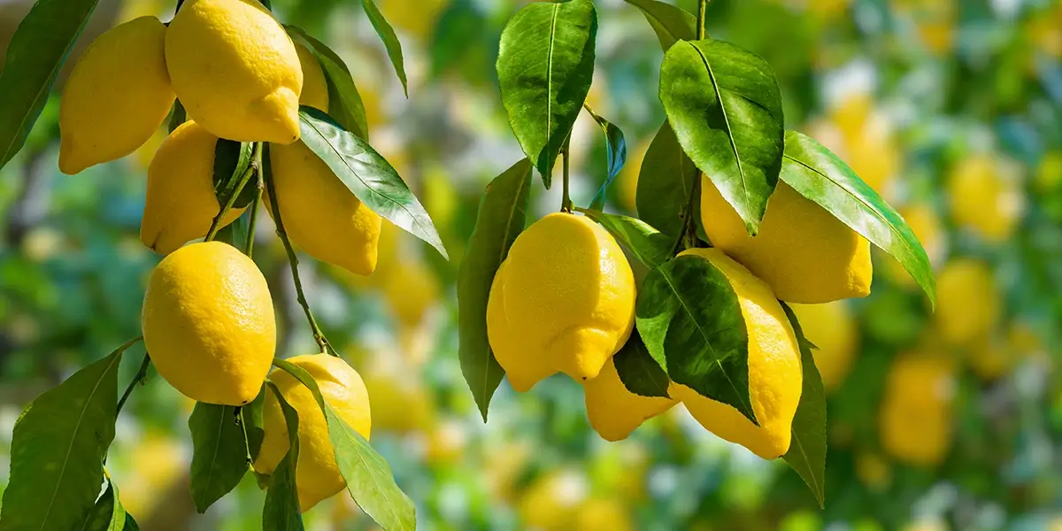 Ripe lemons hanging on a tree.