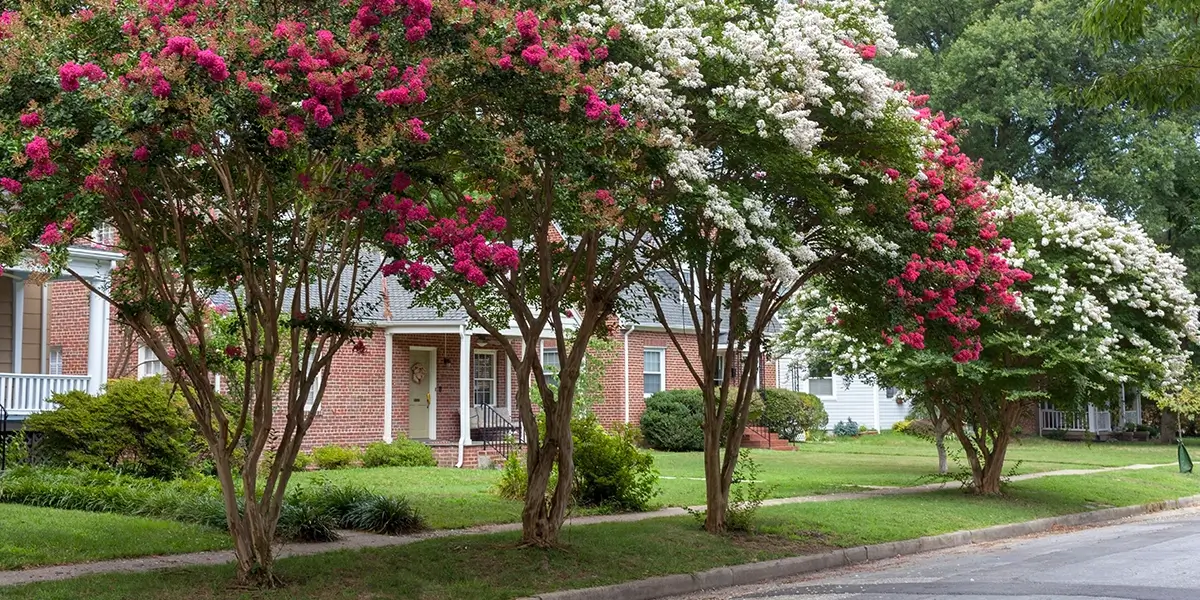 Crape myrtles in bloom on a street in a residential neighborhood.