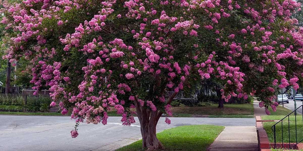 A pink flowering crape myrtle tree on the side of a street.