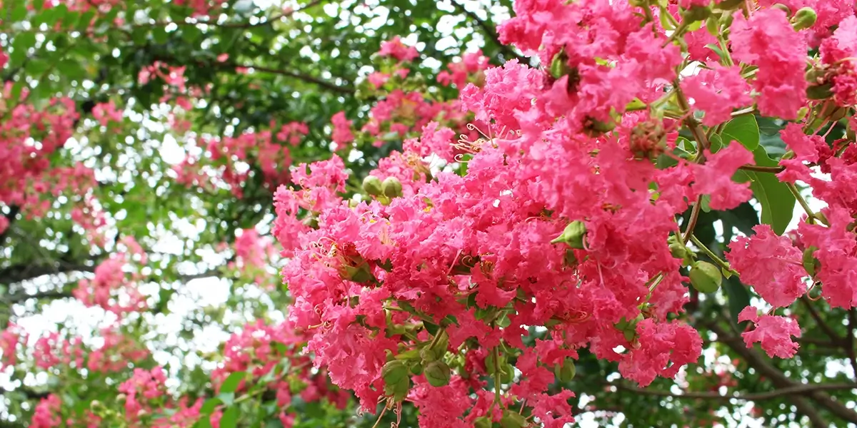 Pink crape myrtle flowers on a tree.