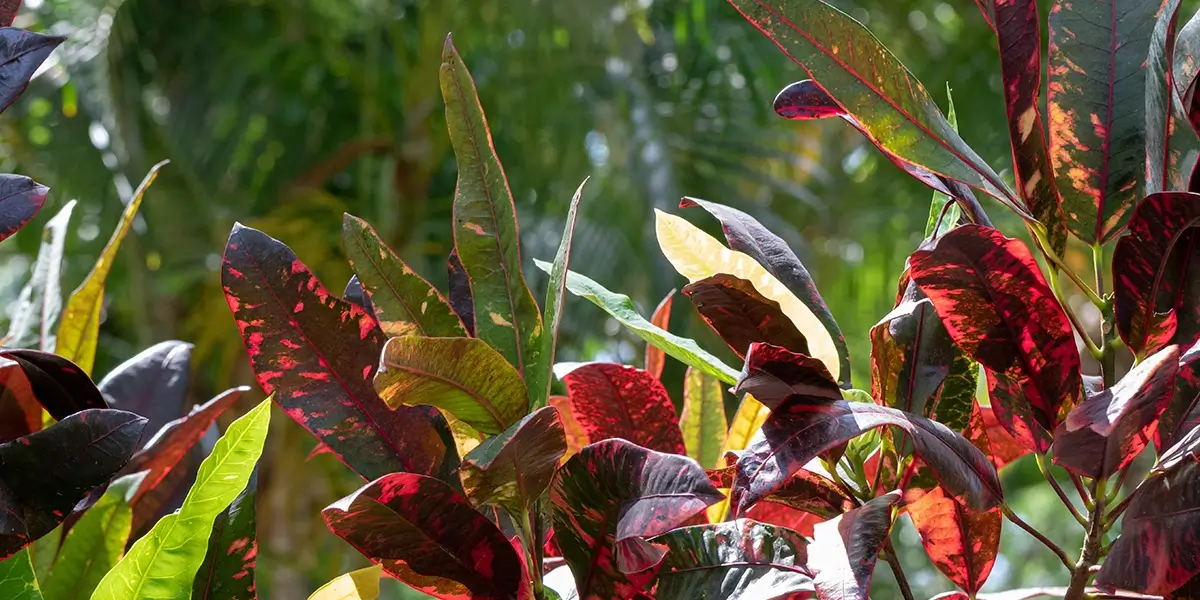 A close-up of a croton with red and green leaves.