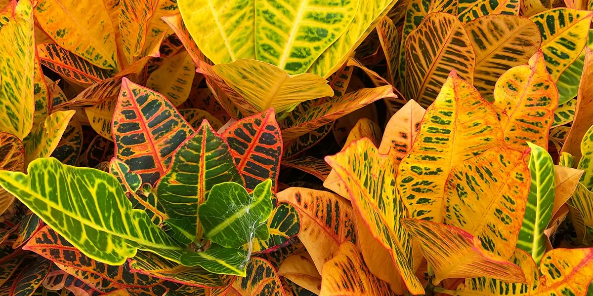 Healthy leaves on a croton plant