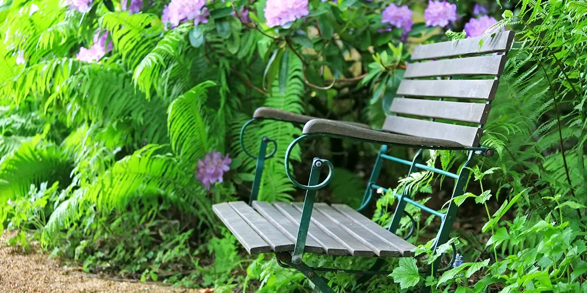 Ferns framing a wooden bench in a garden.