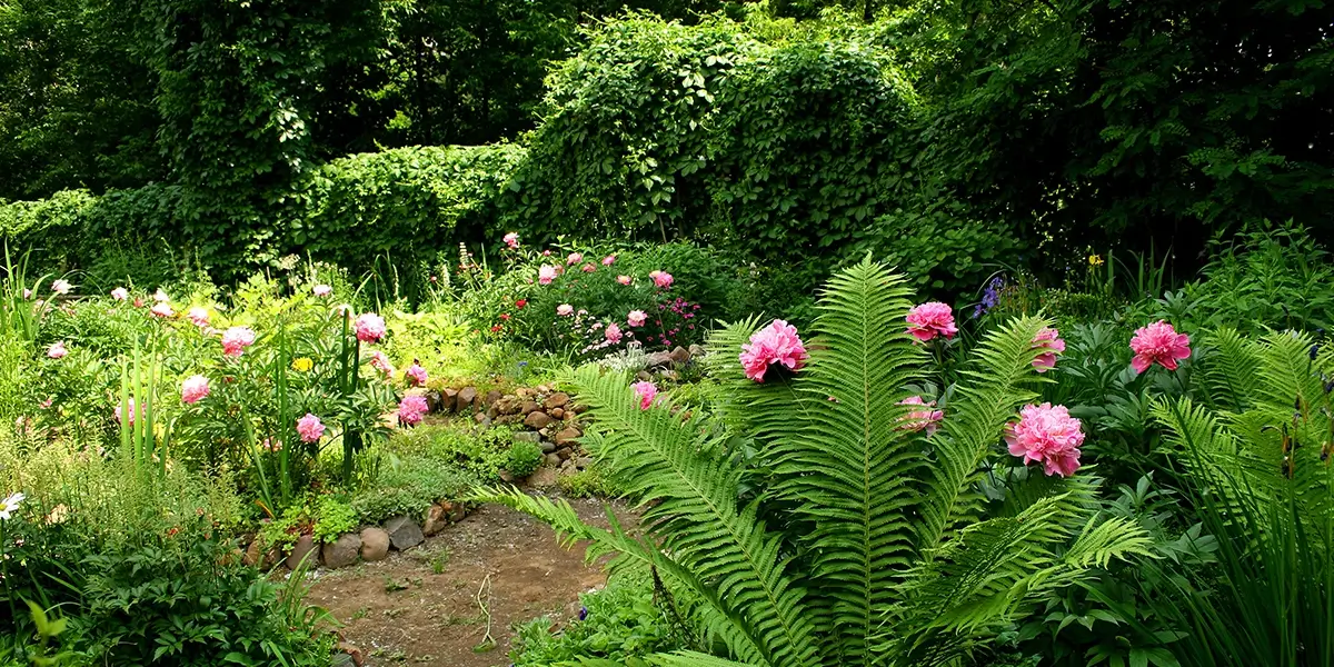 A garden full of pink flowers and ferns.