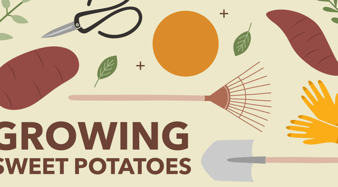 How to Grow Sweet Potatoes for a Healthy Harvest