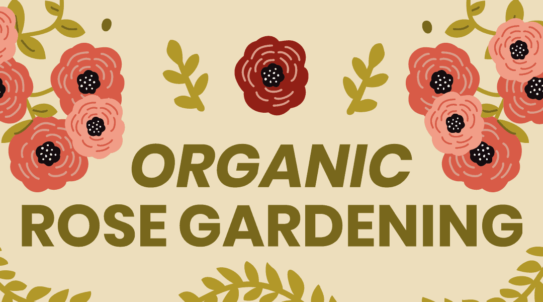 Organic Rose Gardening for Better Health