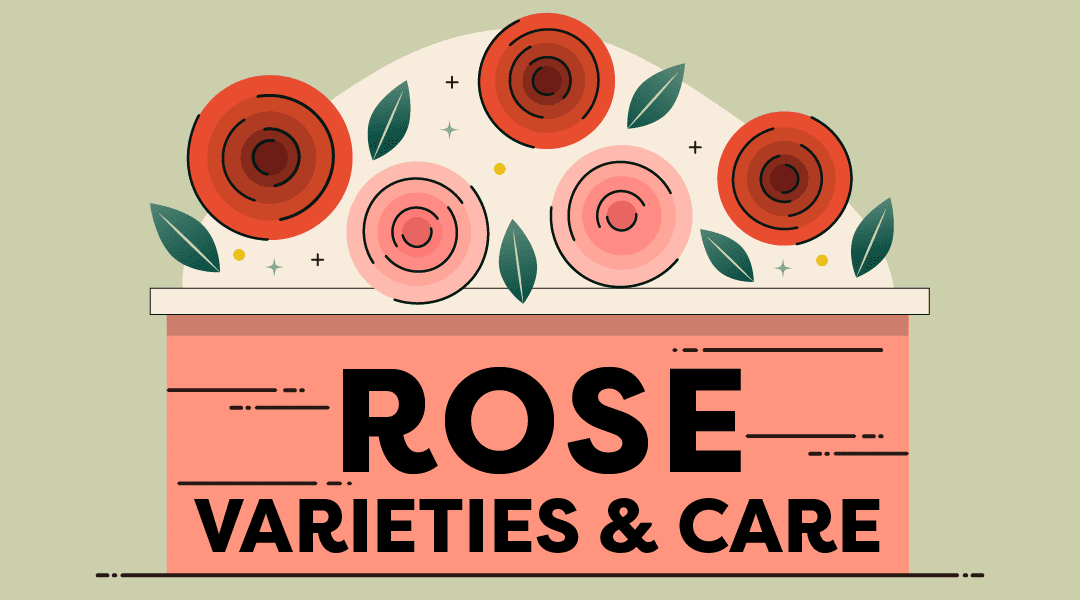 From Bud to Bloom: A Guide to Rose Varieties & Care