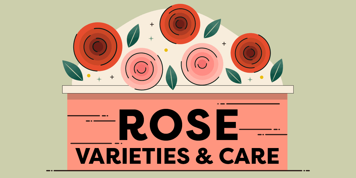 Rose varieties & care