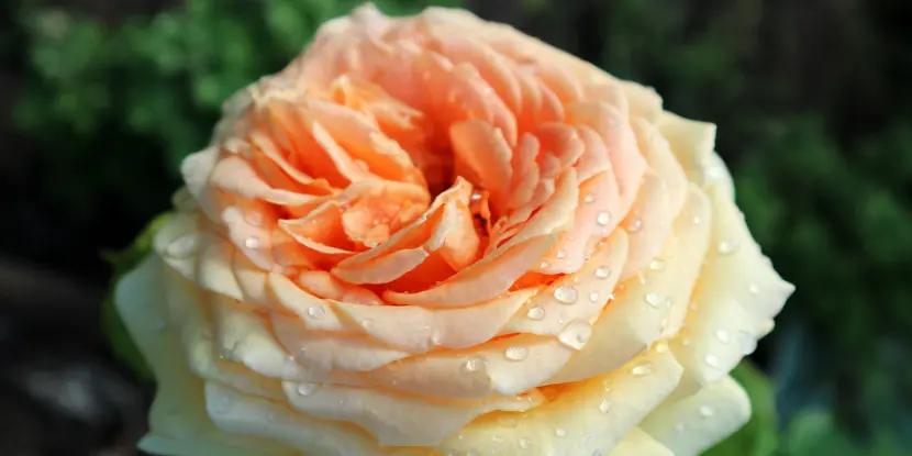 A hybrid tea rose with water droplets
