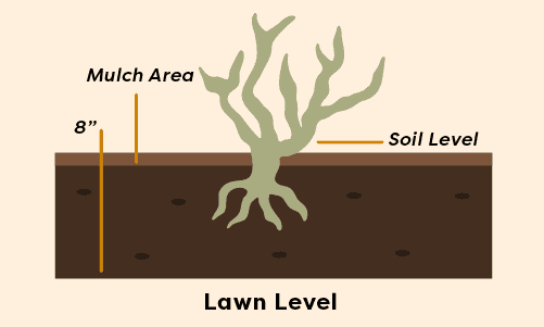 A diagram showing the soil level of a rose plant.