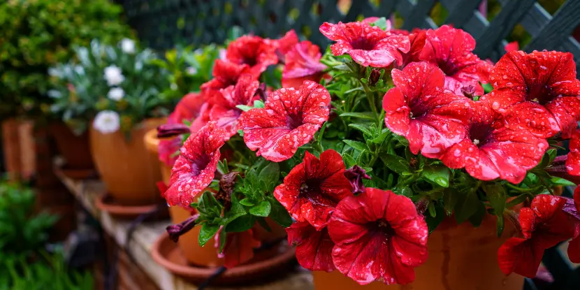 Potted flowering hibiscus plants