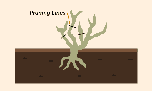 A diagram of a rose plant with the words pruning lines.