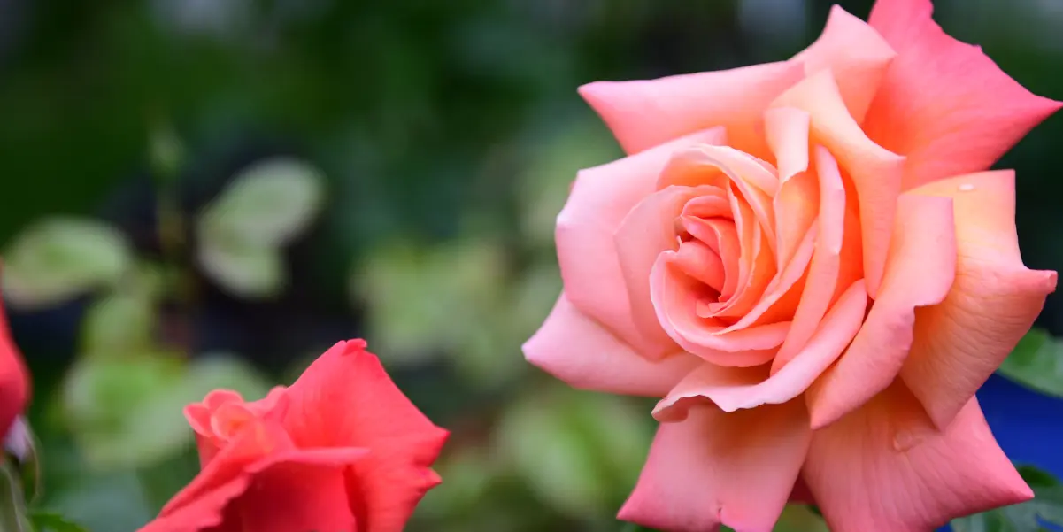 Closeup of a Hybrid Tea Rose bloom.