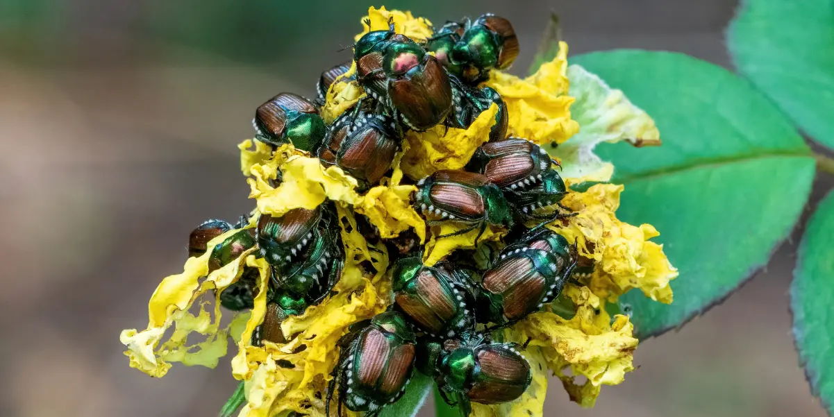 Japanese beetles feasting on a rose bloom.
