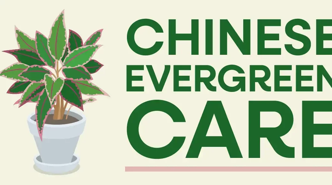 Chinese Evergreen Care for Indoor Gardeners