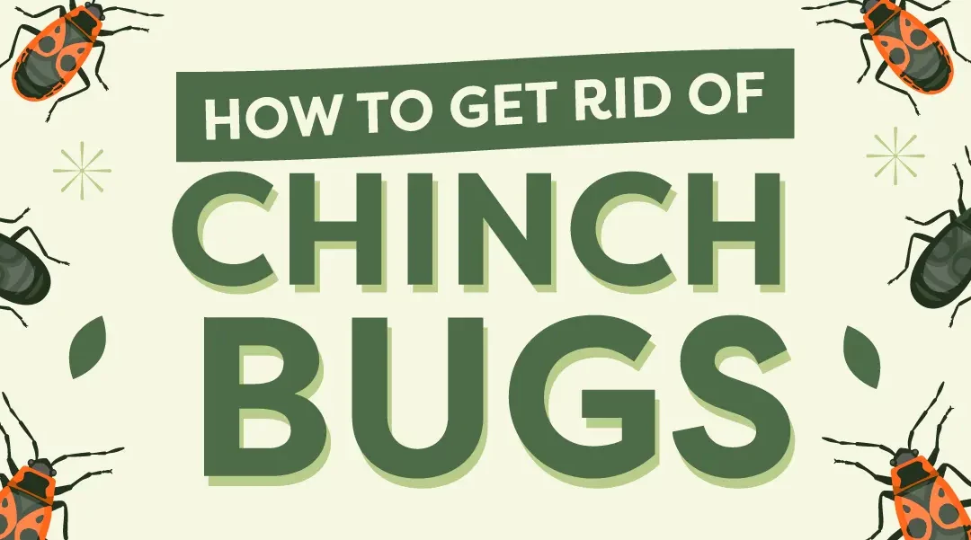 How to Get Rid of Chinch Bugs: Treatment & Prevention