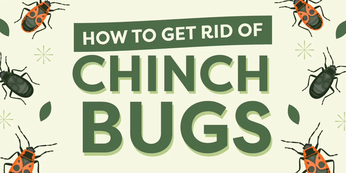 How to Get Rid of Chinch Bugs