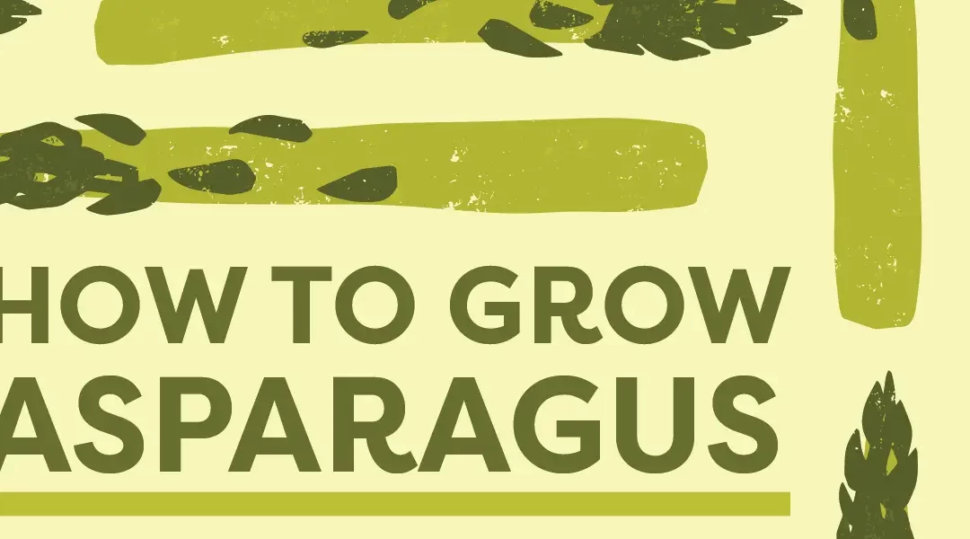 How to Grow Asparagus Plants in Your Garden