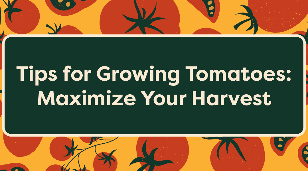 Tips for Growing Tomatoes: Maximize Your Harvest
