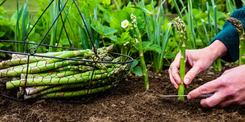 A woman harvesting asparagus sprouts