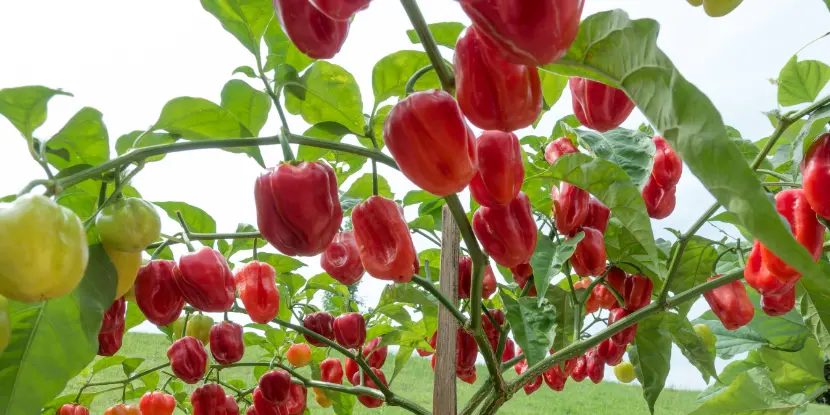 Habanero pepper plant with red ripe fruit