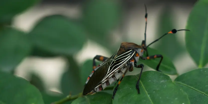 Adult chinch bug with prominent markings