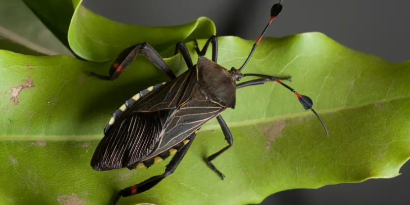 An adult chinch bug