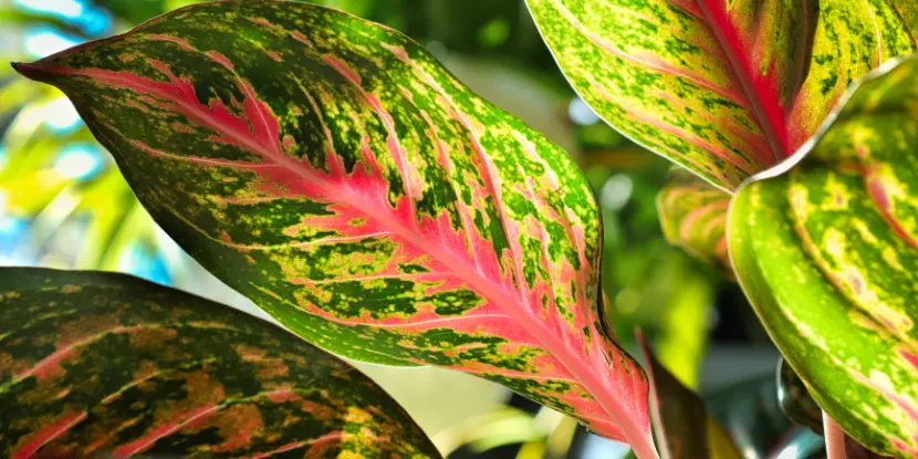 Variegated foliage of a Chinese Evergreen