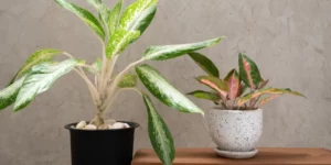 Aglaonema houseplant (Chinese Evergreen)
