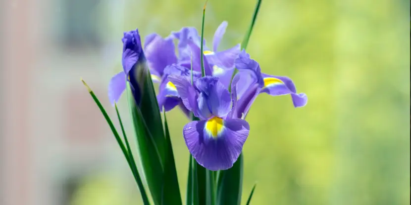 A Dutch iris bloom