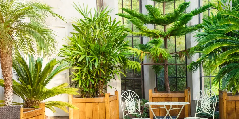 Indoor palm trees in elegant wood containers