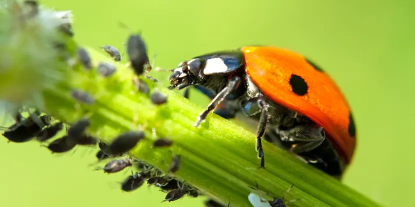 A ladybug preying on aphids