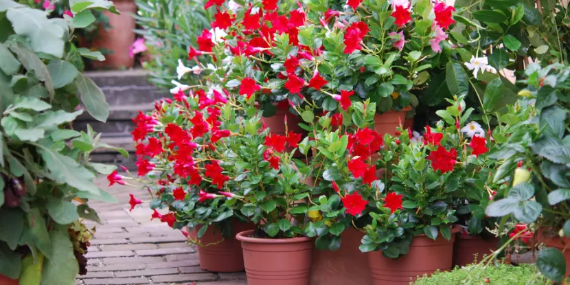 Red Mandevilla growing in pots