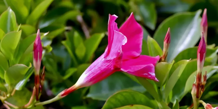 Flower of the Brazilian Jasmine or Dipladenia