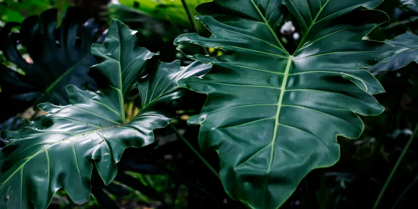 The deeply lobed, rich green leaves of the Philodendron Selloum