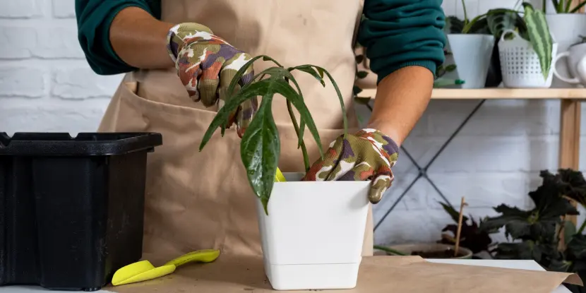 Transplanting a home plant Philodendron into a new pot