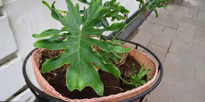 A potted Philodendron Selloum
