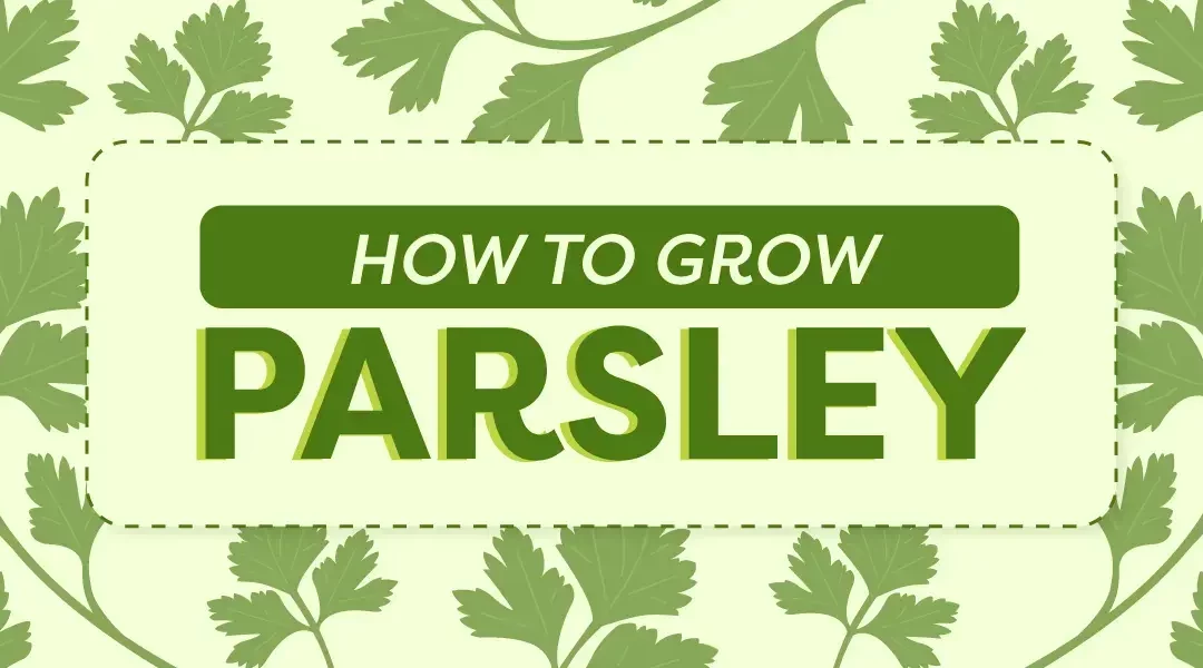 Tips for Growing Parsley Indoors or Out