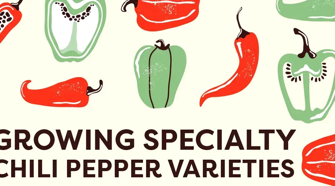 Growing Hot Peppers: Fiery Flavors from the Caribbean