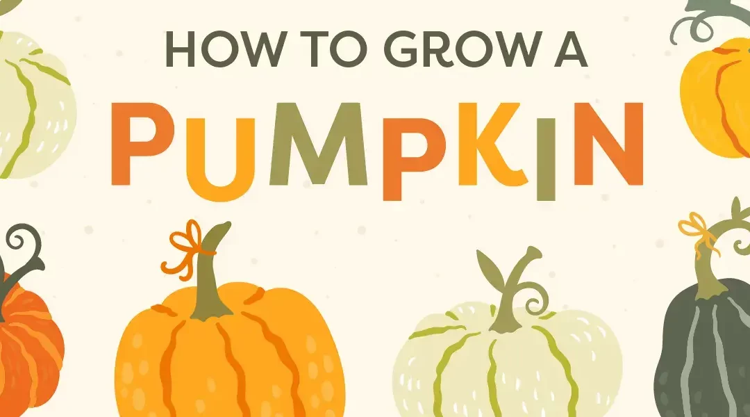 The Art of Growing Pumpkins: Expert Tips for a Hefty Harvest