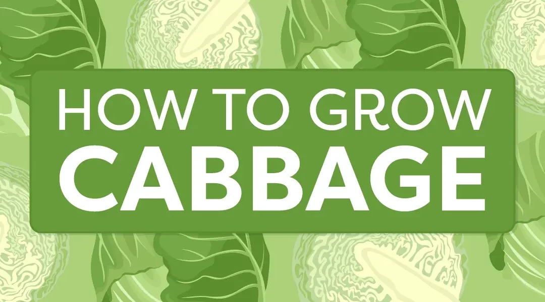 Straight from the Patch: How to Grow Cabbage in Southern California