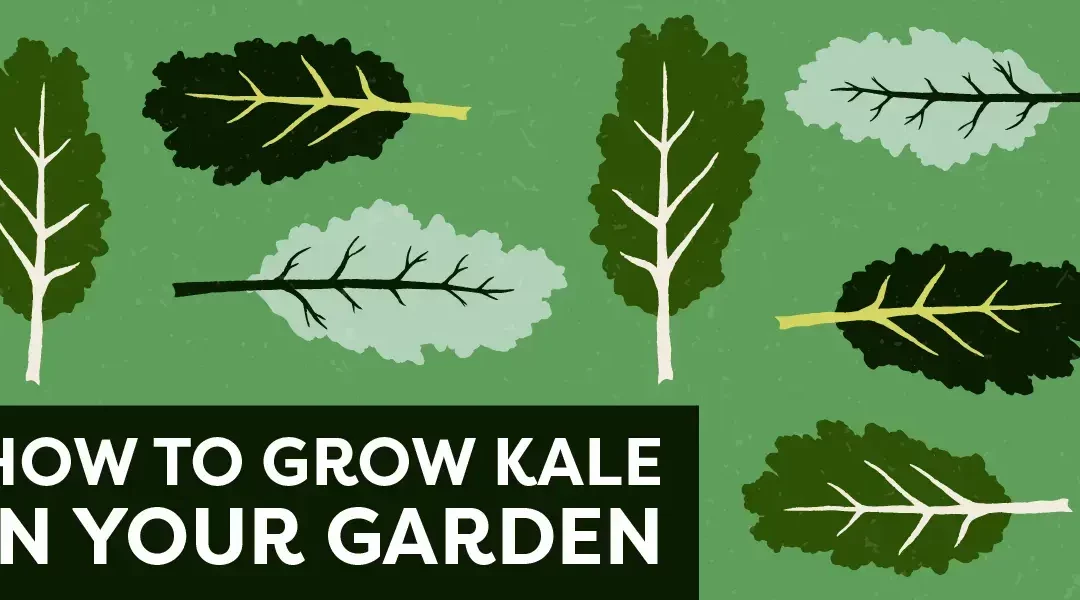 From Plot to Plate: How to Grow Kale in Your Garden