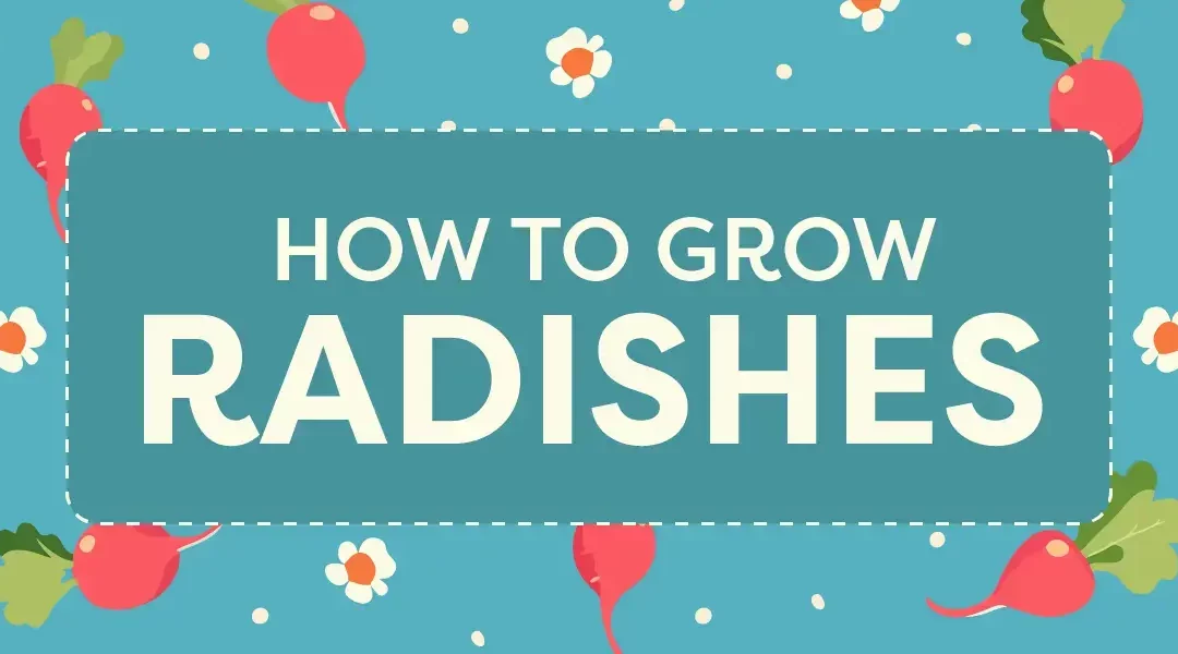 From Soil to Salad: How to Grow Radishes in Your Garden