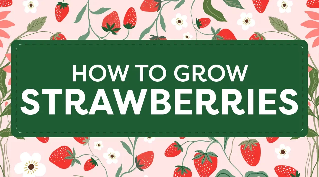 Sweet Success: How to Grow Strawberry Plants in Southern California