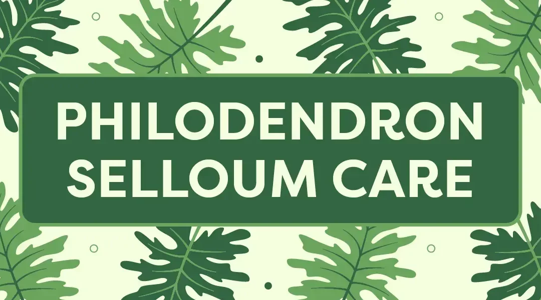 Philodendron Selloum Care: Keeping Your Plant Healthy & Happy
