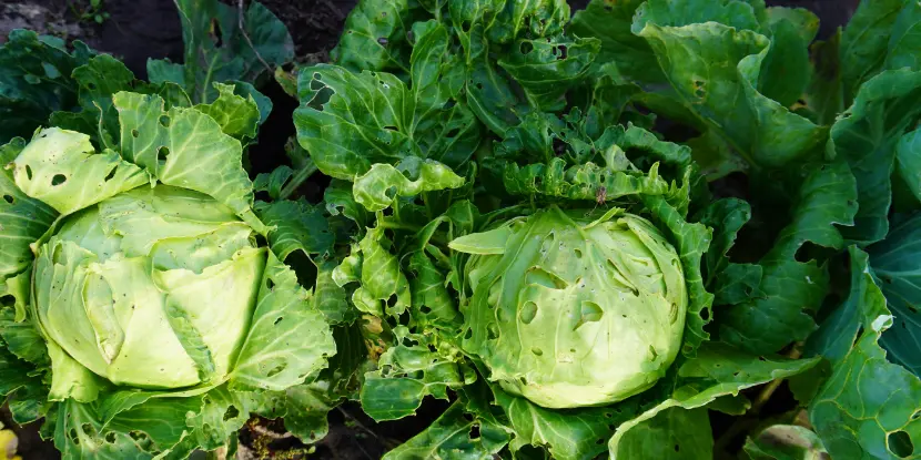 Cabbage damaged by uncontrolled pests