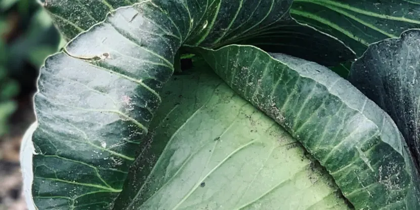 A cabbage head infested with aphids