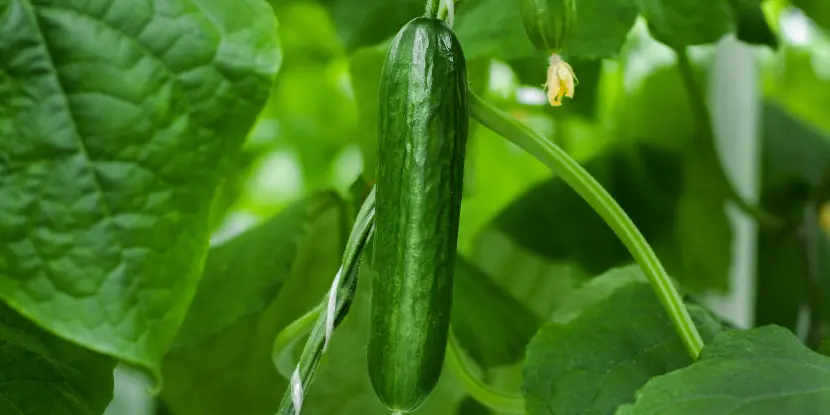 A cucumber hanging on the vine