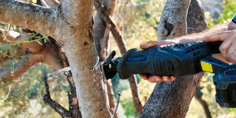 Trimming a tree with a reciprocating saw