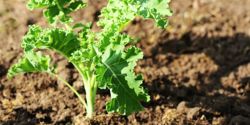 A young kale plant in the garden